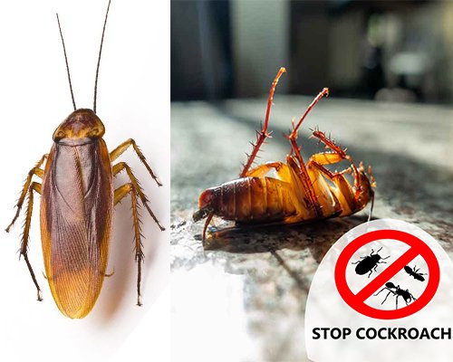 Cockroach Control