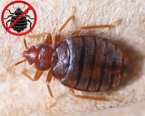 Bedbugs Treatment