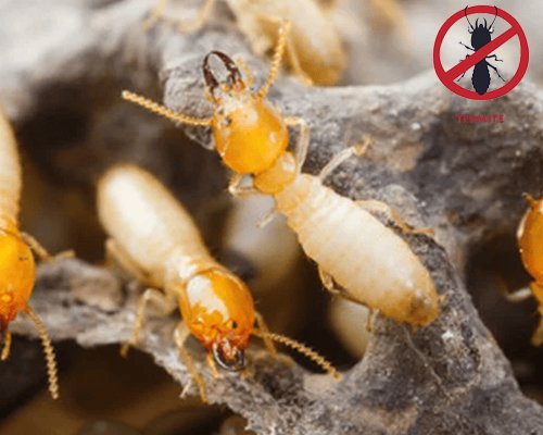 Termite Control