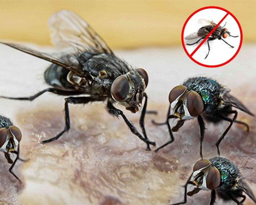 Flies Control