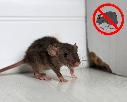 Rodent Control