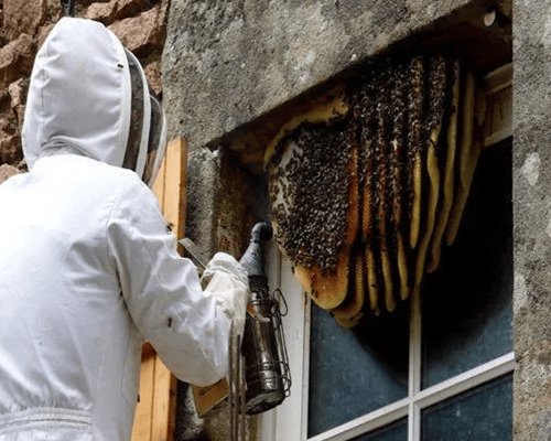 Bee Removal