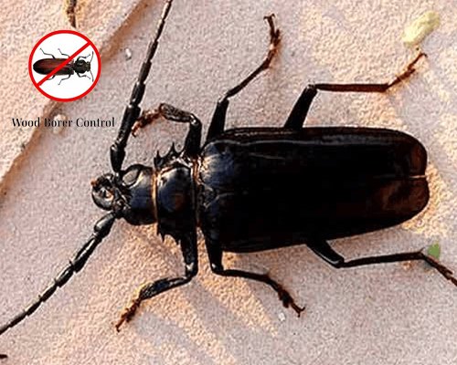 Wood Borer Control